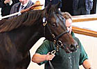 Galileo Colt Tops Day 1 of Tattersalls Sale Galileo Colt Tops Day 1 of Tattersalls Sale
