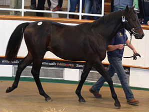 Oasis Dream Colt Tops Tattersalls Sale Oasis Dream Colt Tops Tattersalls Sale