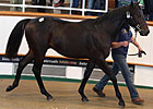 Oasis Dream Colt Tops Tattersalls Sale