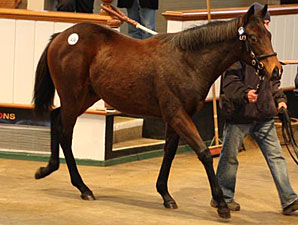 Prices Fall for Tattersalls Foals Prices Fall for Tattersalls Foals