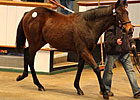 Prices Fall for Tattersalls Foals Prices Fall for Tattersalls Foals