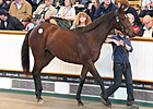 Galileo Filly Smashes World Record Price Galileo Filly Smashes World Record Price