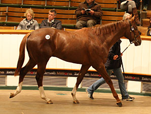 Shamardal Colt Tops Craven Breeze Up Sale Shamardal Colt Tops Craven Breeze Up Sale