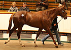Shamardal Colt Tops Craven Breeze Up Sale Shamardal Colt Tops Craven Breeze Up Sale