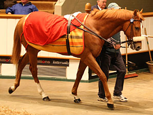 Danehill Dancer Colt Shines at Tattersalls Danehill Dancer Colt Shines at Tattersalls
