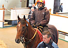 Formosina Sets the Pace at Tattersalls Formosina Sets the Pace at Tattersalls