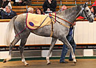 Average Grows 5.1% at Tattersalls Sale Average Grows 5.1% at Tattersalls Sale