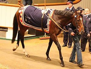Cat Junior Tops Tattersalls' Second Session Cat Junior Tops Tattersalls' Second Session