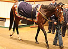 Cat Junior Tops Tattersalls' Second Session Cat Junior Tops Tattersalls' Second Session