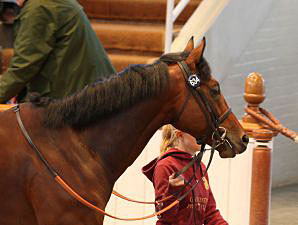 Fallen Idol, Well Sharp Shine at Tattersalls Fallen Idol, Well Sharp Shine at Tattersalls