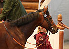 Fallen Idol, Well Sharp Shine at Tattersalls Fallen Idol, Well Sharp Shine at Tattersalls