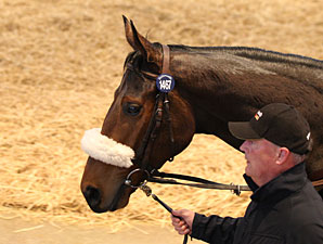 Tattersalls Sale Ends With Solid Median Tattersalls Sale Ends With Solid Median