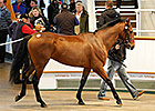 Record Gross at Tattersalls Autumn Sale Record Gross at Tattersalls Autumn Sale