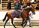 Strong Start to Tattersalls Autumn Sale Strong Start to Tattersalls Autumn Sale