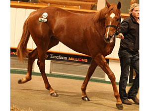 Redback Filly Stands Out at Tattersalls Redback Filly Stands Out at Tattersalls