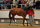 European Record At Tattersalls Craven Sale European Record At Tattersalls Craven Sale