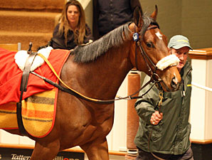 Elusive Quality Colt Sold for Record Price Elusive Quality Colt Sold for Record Price