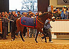 European Mark Smashed Again at Tattersalls European Mark Smashed Again at Tattersalls