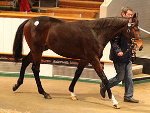 Galileo Yearlings Top 'Tatts' December Sale Galileo Yearlings Top 'Tatts' December Sale