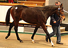 Galileo Yearlings Top 'Tatts' December Sale Galileo Yearlings Top 'Tatts' December Sale
