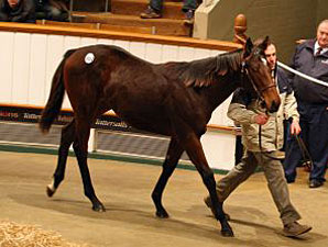 Sea The Stars' Progeny Shines at Tatts Sale Sea The Stars' Progeny Shines at Tatts Sale