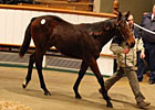 Sea The Stars' Progeny Shines at Tatts Sale Sea The Stars' Progeny Shines at Tatts Sale