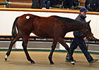 Tattersalls Foal Sale Ends Strong