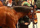 Tattersalls 2nd Day Remains Strong Tattersalls 2nd Day Remains Strong