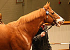 Tattersalls Mare Sale Up 28% Tattersalls Mare Sale Up 28%