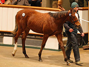 Record-Breaking Day at Tattersalls December Record-Breaking Day at Tattersalls December