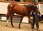 Record-Breaking Day at Tattersalls December Record-Breaking Day at Tattersalls December