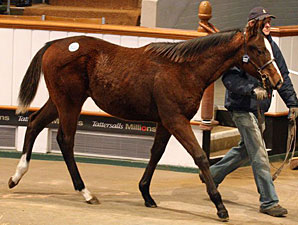 Turnover Rises as Tattersalls Foal Sale Ends Turnover Rises as Tattersalls Foal Sale Ends