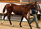 Turnover Rises as Tattersalls Foal Sale Ends Turnover Rises as Tattersalls Foal Sale Ends