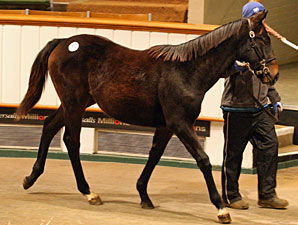 Ballylinch Stallions Fare Well at Tattersalls Ballylinch Stallions Fare Well at Tattersalls