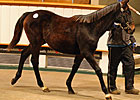 Ballylinch Stallions Fare Well at Tattersalls Ballylinch Stallions Fare Well at Tattersalls