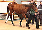 Marks Set as Tattersalls Foal Sale Concludes Marks Set as Tattersalls Foal Sale Concludes