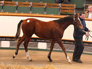 Tattersalls Foal Sale Posts Records in Opener Tattersalls Foal Sale Posts Records in Opener
