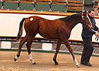 Tattersalls Foal Sale Posts Records in Opener Tattersalls Foal Sale Posts Records in Opener