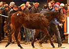 Sea The Stars Colt Leads Tattersalls Session Sea The Stars Colt Leads Tattersalls Session