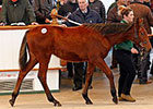 Record Gross, Median at Tattersalls Foal Sale Record Gross, Median at Tattersalls Foal Sale