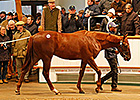 Lope de Vega Colt Leads Tattersalls Trading Lope de Vega Colt Leads Tattersalls Trading
