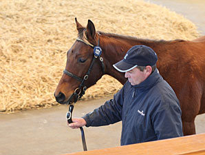 Trade Strong At Tattersalls Trade Strong At Tattersalls