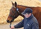 Trade Strong At Tattersalls Trade Strong At Tattersalls