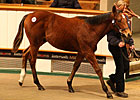 Tattersalls Foal Sale Begins on Upward Note