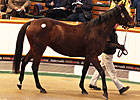 Two Mares Share Top Price at Tattersalls Two Mares Share Top Price at Tattersalls