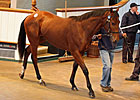 Five Six-Figure Yearlings at Tattersalls