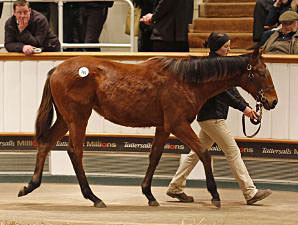 Gordon-Watson Tops List at Tattersalls Gordon-Watson Tops List at Tattersalls