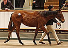 Gordon-Watson Tops List at Tattersalls Gordon-Watson Tops List at Tattersalls