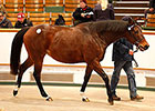 Tattersalls Ends Year With Record Turnover Tattersalls Ends Year With Record Turnover