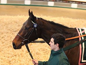 Tattersalls February Sale Enjoys Upswings Tattersalls February Sale Enjoys Upswings